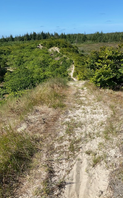 Sand sti i natur