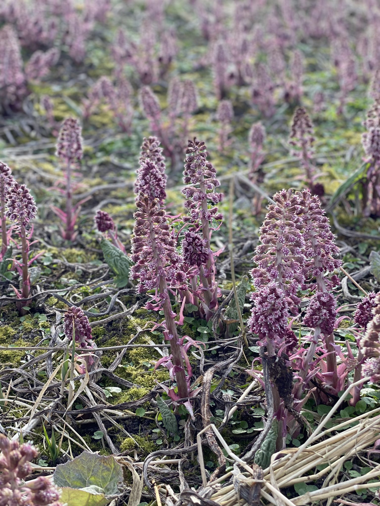 Hjerm blomster